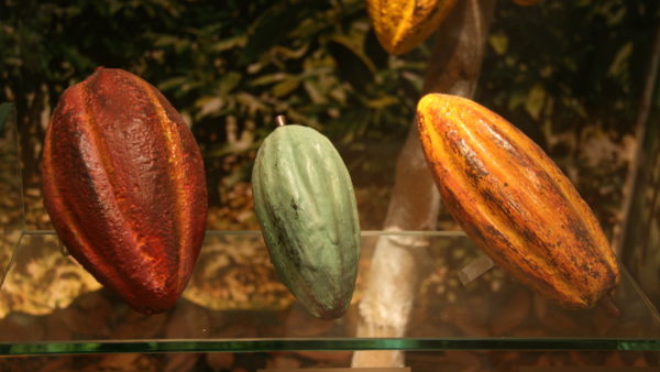 The three main kinds of cocoa bean (Tamorlan/CC BY 3.0)