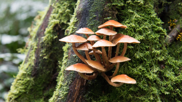 Mushrooms (Chuchai Kanjanamayoon/Dreamstime)