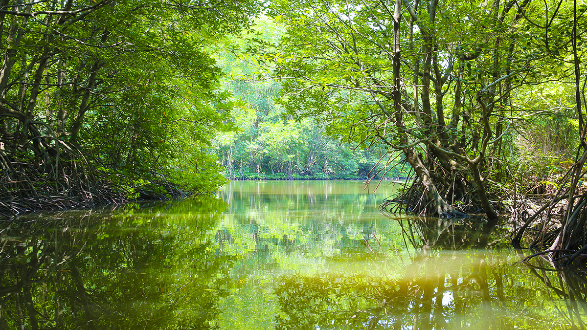 Ho Chi Minh - Can Gio’s mangroves (Cuong Bui Huy/Dreamstime.com)